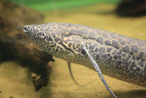 A lungfish with leopard print skin.