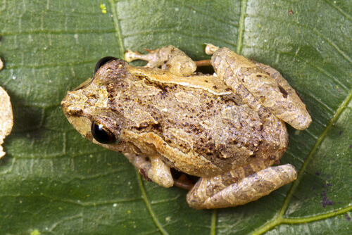 The yellow-striped pygmy eleuth.