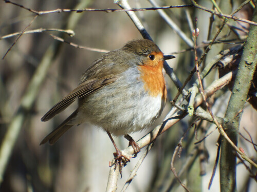 A round robin perched on a twig.