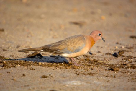 Senegalese turtle dove.