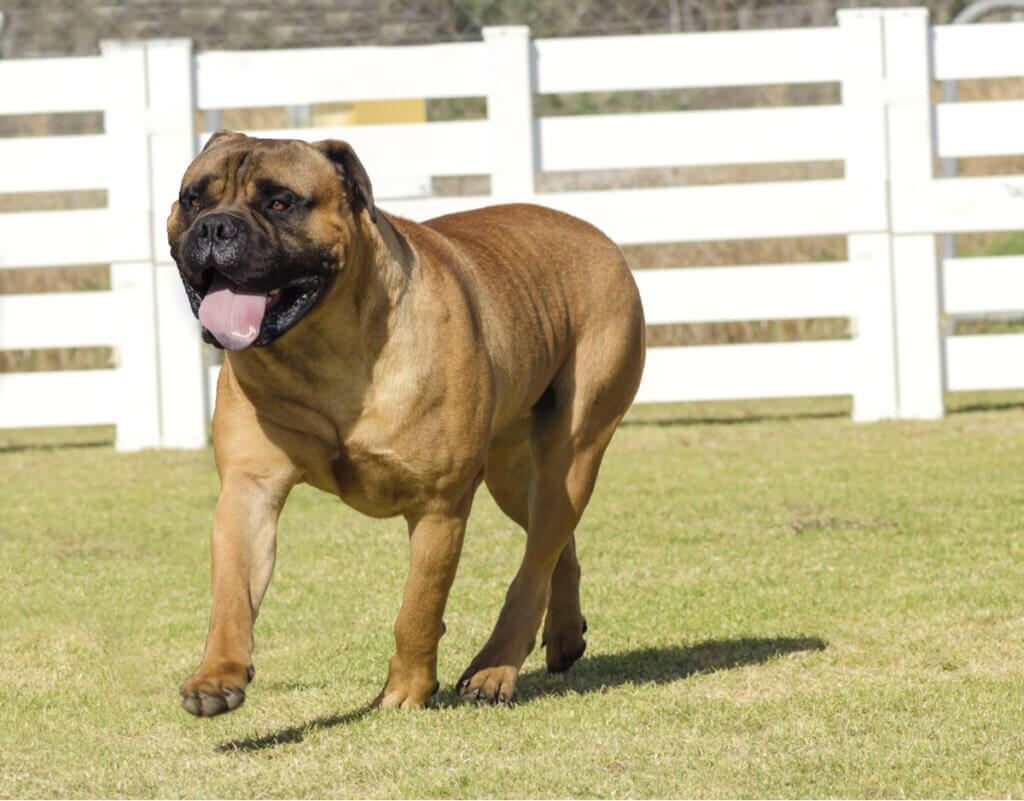 The Characteristics and Care of the Bullmastiff