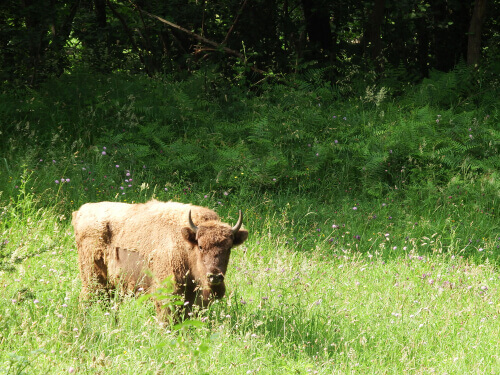 The European Bison: A Story of Overcoming the Odds