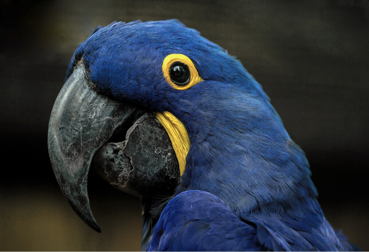 The face of a hyacinth macaw.