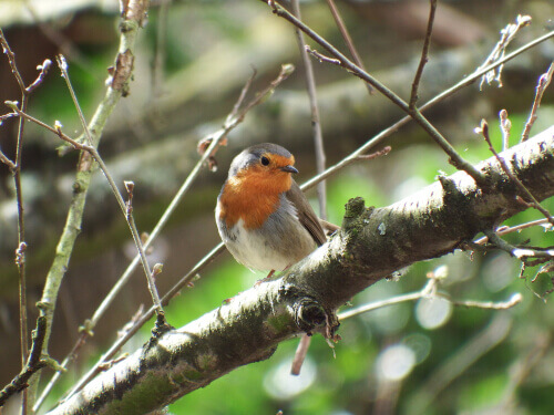 The European Robin: A Bird with Charisma