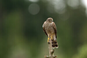 Characteristics and Behavior of the Eurasian Sparrowhawk