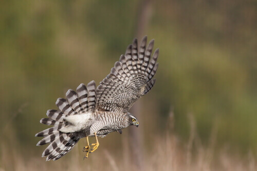 A sparrowhawk swooping down to the ground.