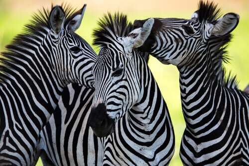 The Amazing Color and Patterns of Zebra Fur