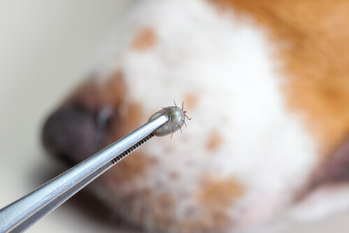 A tweezers pinching a tick, with a dog's snout in the background.