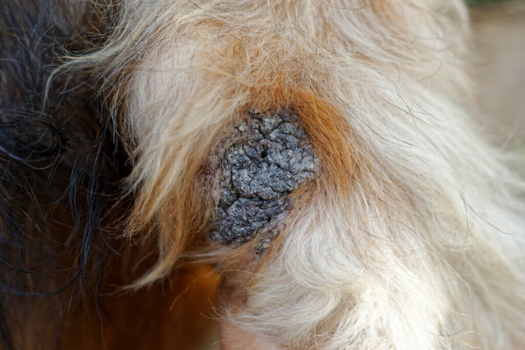 How to Treat and Moisturize Calluses in Dogs? My Animals