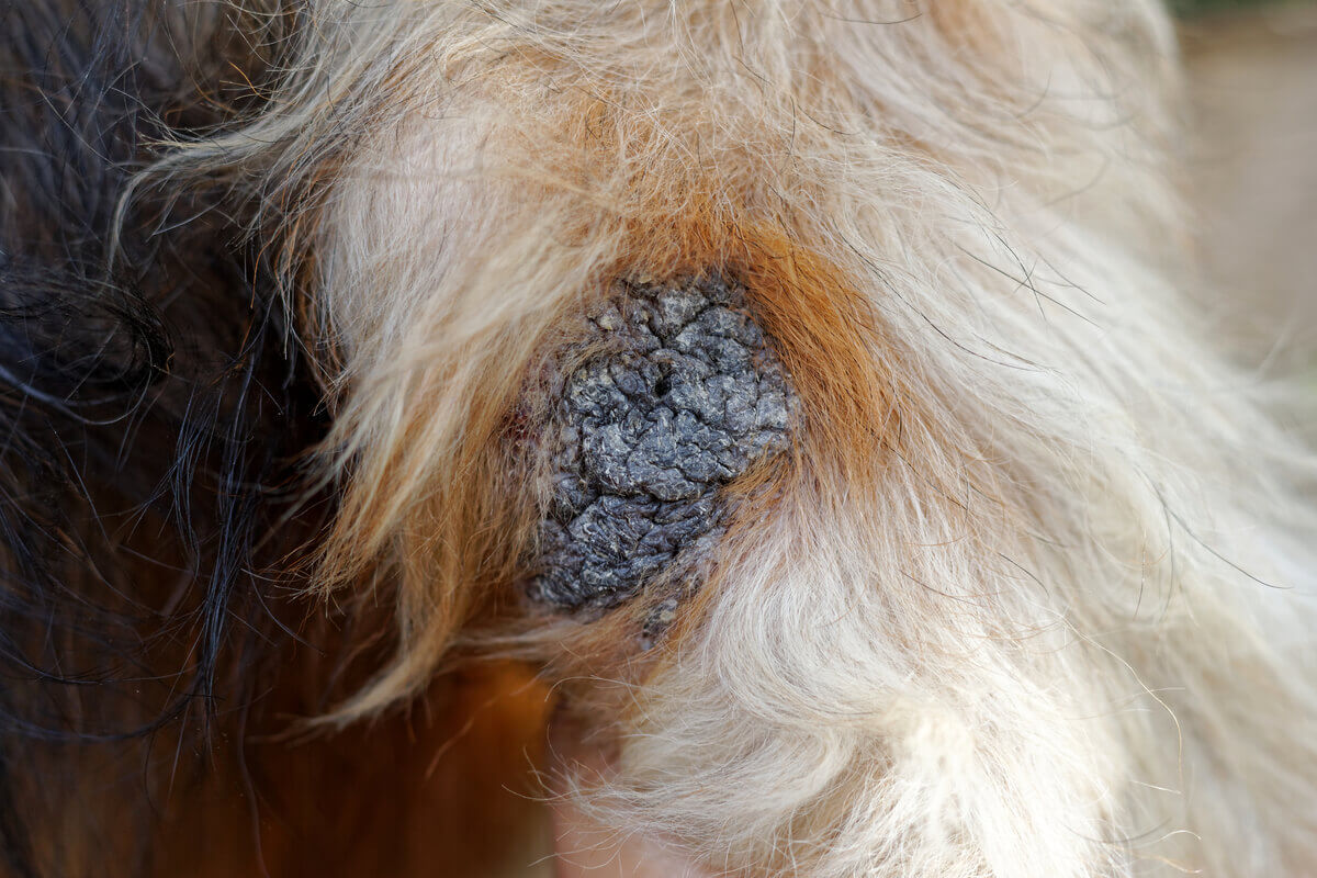 A dry, black callus on a dog's elbow.