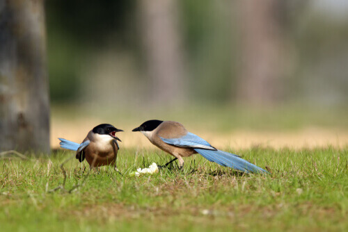 Två fåglar slåss över mat.