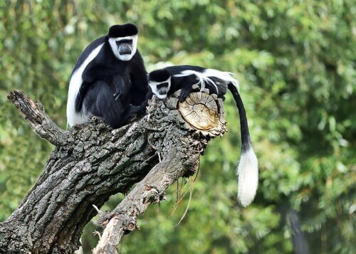 Two colobos on a tree.