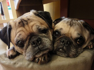 Two pugs.