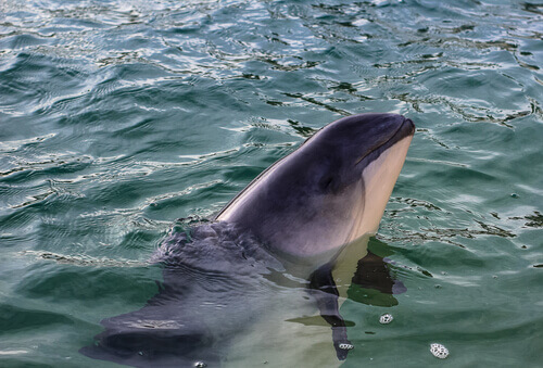A vaquita swimming in the ocean.