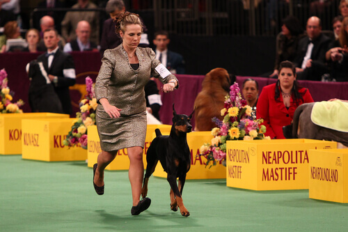 The Westminster Kennel Club Dog Show: Cruel and Outdated?