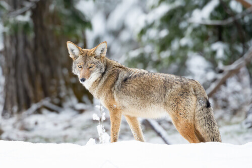 A coyote in a snowy forest.