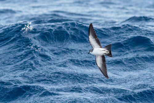 Zino's petrel in flight.
