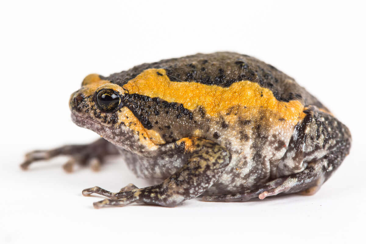 Captive Care of the Banded Bullfrog - My Animals