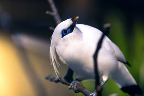 A bird perched on a branch.