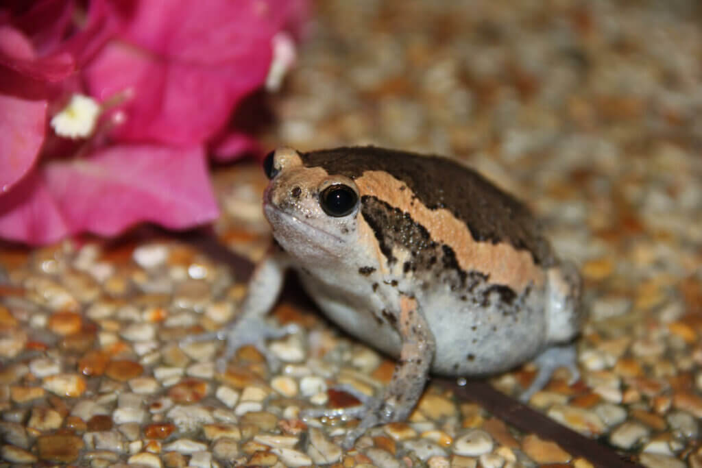 Captive Care of the Banded Bullfrog - My Animals