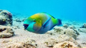 A parrotfish swimming in the ocean.