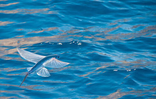 Μάθετε για το Flying Fish