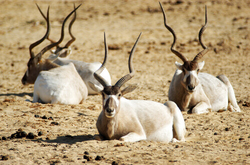 Addax is a critically endangered animal from the Sahara.