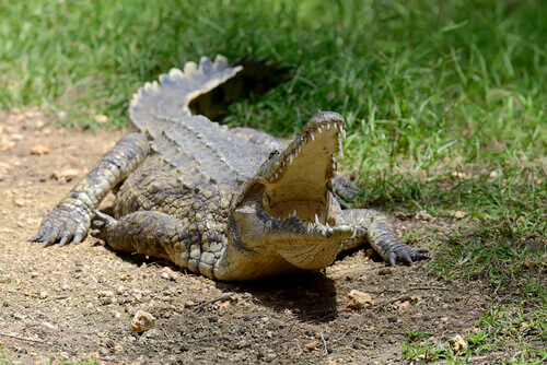A big crocodile opening its mouth.