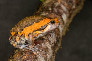 Captive Care of the Banded Bullfrog