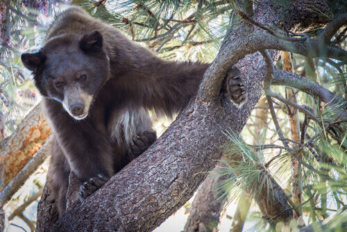 A black bear up in a tree.