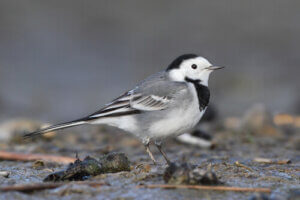 5 Beautiful Urban Birds