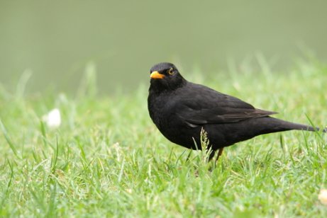 A blackbird.