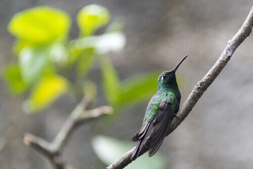 A Bee hummingbird in a branch.