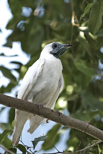 A Paraguayan bell bird.
