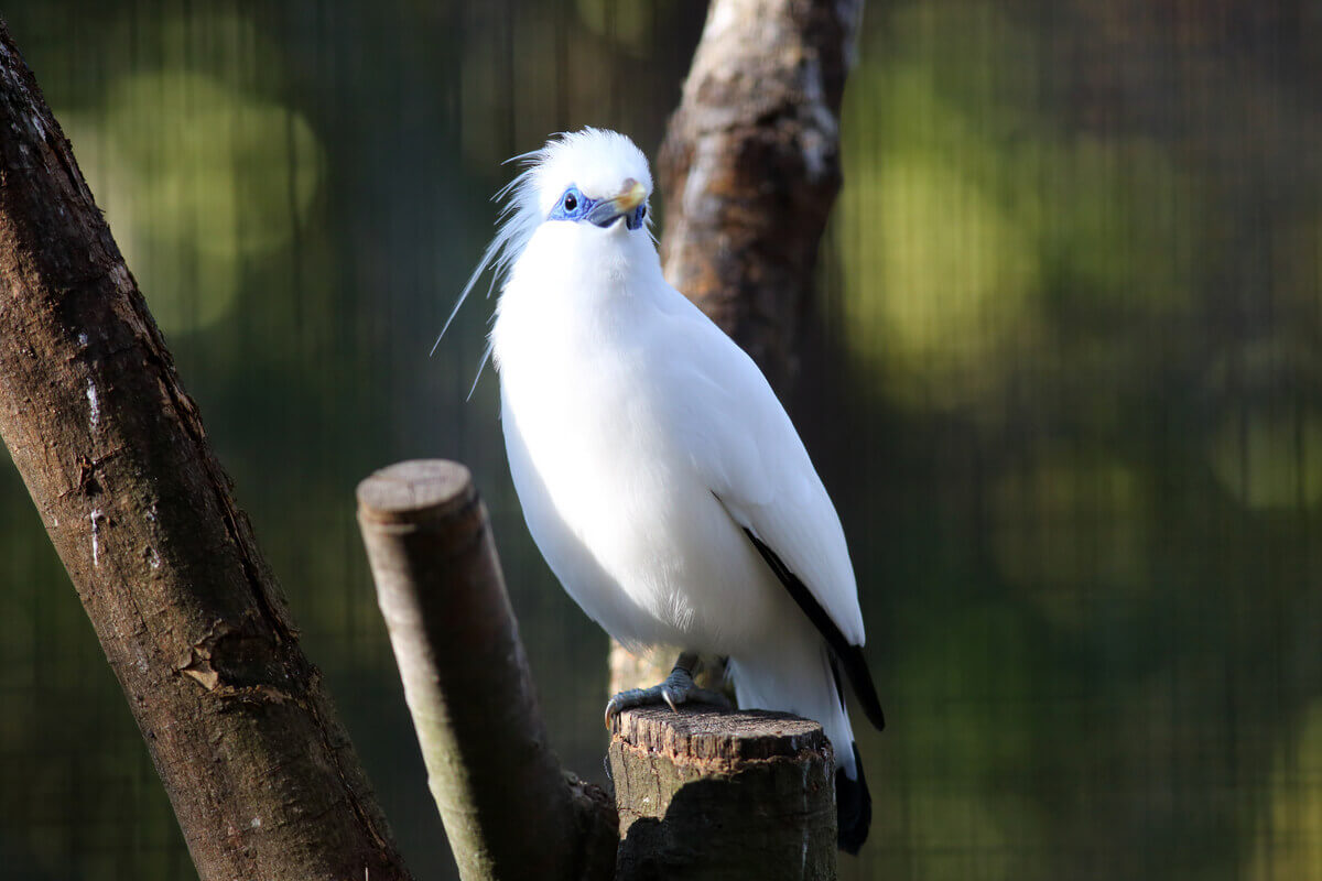 A big Bali myna.
