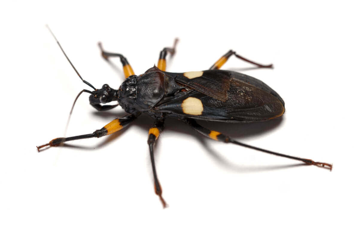 A specimen of an assassin bug on a white background.
