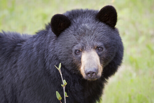 Meet The American Black Bear: Characteristics and Habitat
