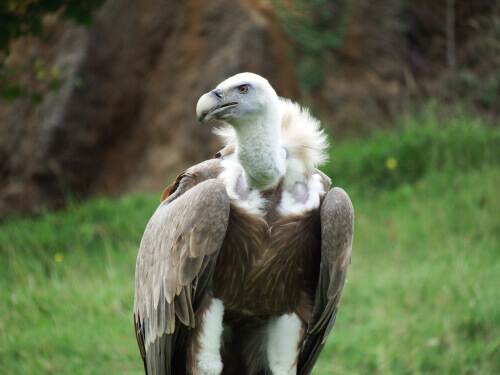 A black vulture in the wild.
