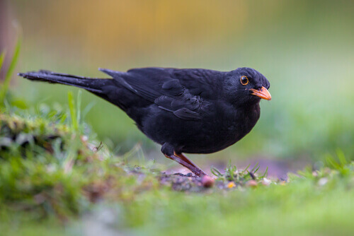 A blackbird looks for food.