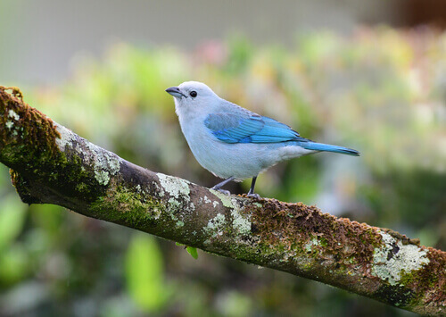 A common bird species of blue gray tanager.