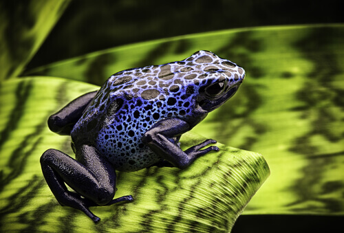 Blue poison dart frog on a leaf.