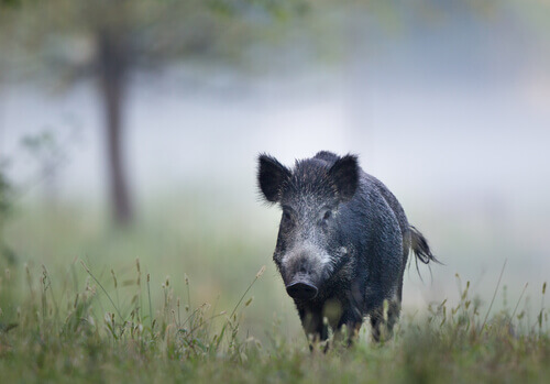 A boar in the wild.