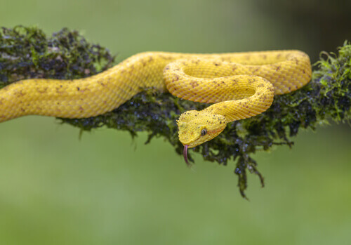 An eyelash viper on a branch.