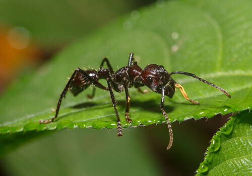 The bullet ant has one of the most dangerous stings.