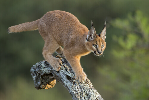 All About the Caracal: Characteristics, Feeding and Habitat
