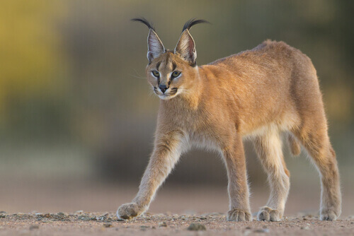 A caracal with its ears pricked up..