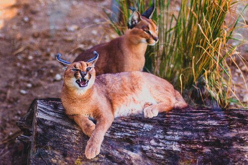 Two caracals resting on a log.