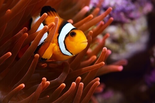 Clownfish in a coral reef.