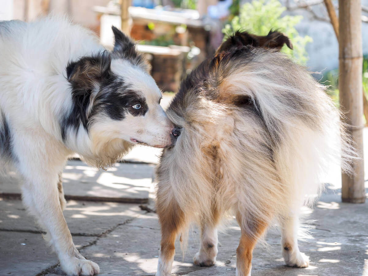 A dog sniffing another dog.