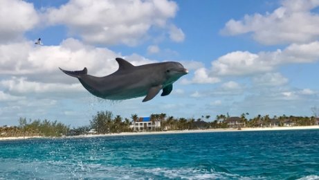 Dolphins jumping.